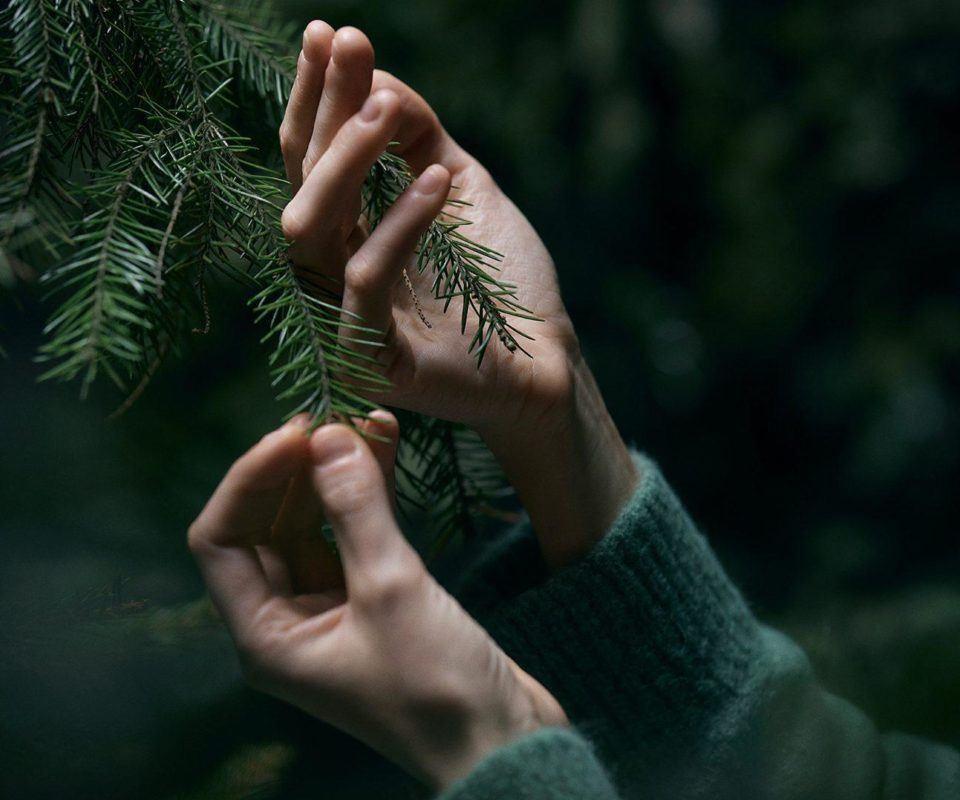 Finnlamelli hirsitalot kädet koskettavat kuusen oksia